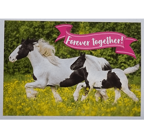 Horse Club Lieblingspferde Sticker - Nr 180