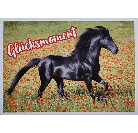 Horse Club Lieblingspferde Sticker - Nr 053