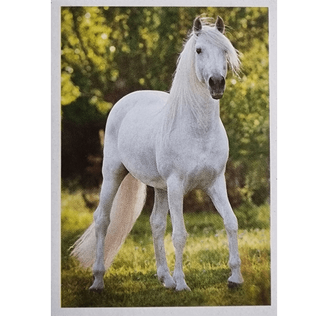 Horse Club Lieblingspferde Sticker - Nr 067