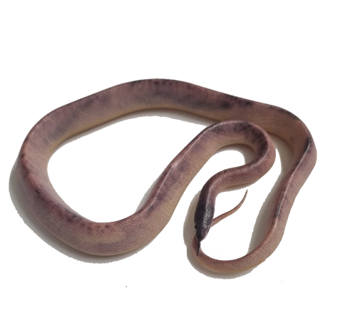 Blue Ocean Snakes Planet Wow Sammelfiguren 2024 / 16 Inlandtaipan