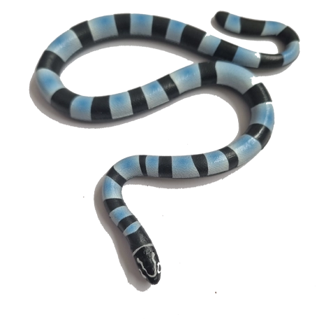 Blue Ocean Snakes Planet Wow Sammelfiguren 2024 / 18 Nattern Plattschwanz