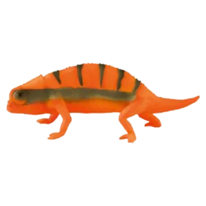 Blue Ocean Chamäleons Planet Wow - 1x Tansania-Stummelschwanz-chamäleon einfacher Farbwechsel