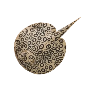 Blue Ocean Planet WOW Toxic Creatures