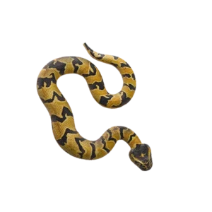 Blue Ocean Planet WOW Toxic Creatures